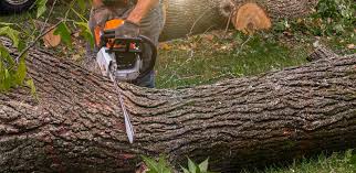 Best Tree Maintenance Programs  in Carefree, AZ